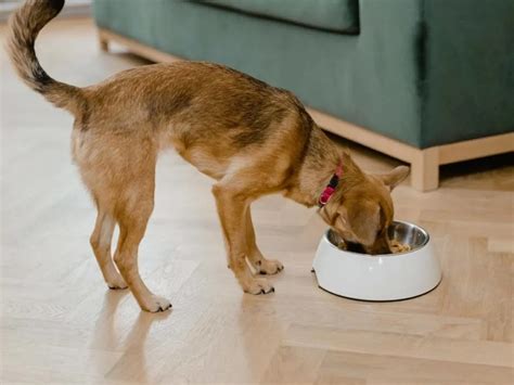 Everything You Need to Know About Feeding Pepitas to Your Dog