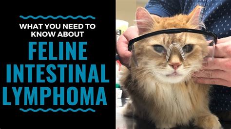 Everything You Need to Know About Feline Intestinal Lymphoma