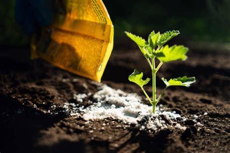 Everything You Need to Know About Fertilizer with Nitrogen: A Comprehensive Guide