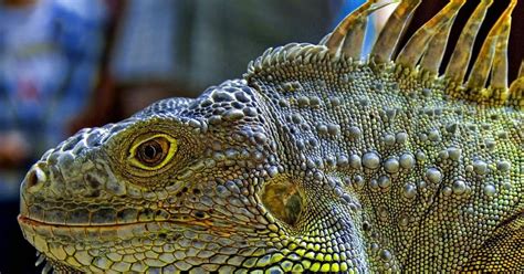 Everything You Need to Know About Iguana Noise