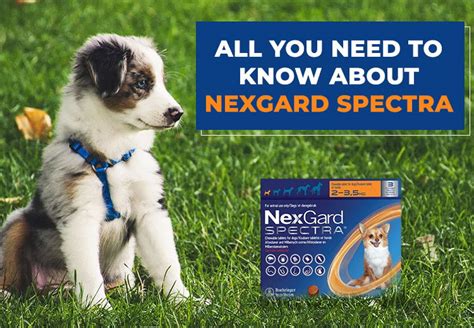 Everything You Need to Know About Nexgard for Dogs Price: A Comprehensive Guide