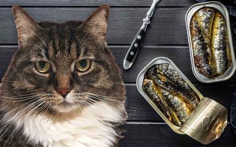 Everything You Need to Know About Sardines for Cats