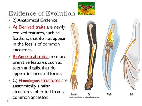 Evidence for a Tail: