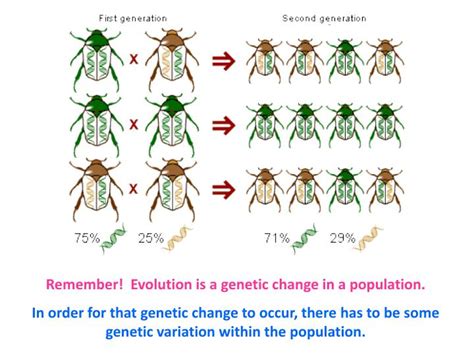 Evolution As Genetic Change In Population Answer Doc