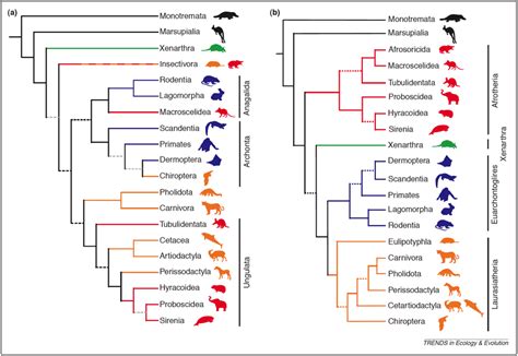 Evolution Of Mammals Chart