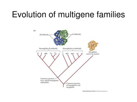 Evolution and Variation of Multigene Families PDF