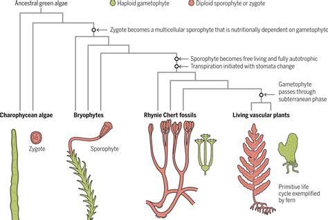 Evolutionary Roots: The Ancestral Imprint