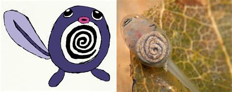 Evolve Poliwag: Unlock the Power of the Tadpole Pokémon