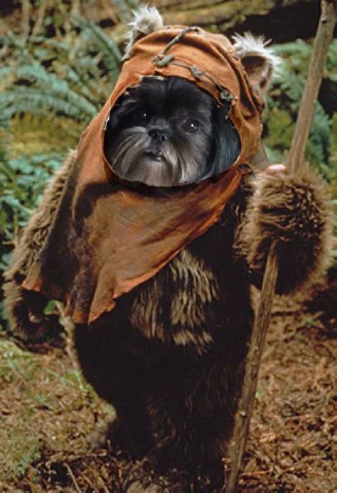 Ewok Dogs: A Comprehensive Guide to the Lovable and Mysterious Canines