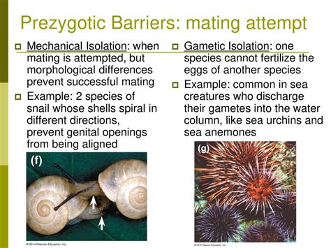 Example of a Prezygotic Barrier: Differences in Mating Behavior