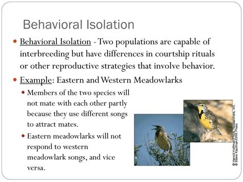 Examples of Behavioral Isolation