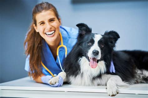 Excelling in Veterinary Technology: A Comprehensive Guide to Vet Tech Jobs in Singapore