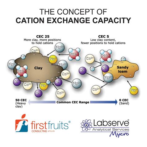 Exceptional Ion Exchange Capacity: