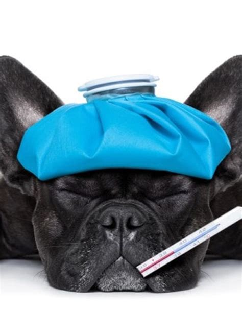 Exceptional Veterinary Services for Your Beloved Pets