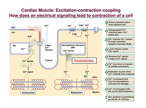 Excitation-Contraction Coupling and Cardiac Contractile Force Reader