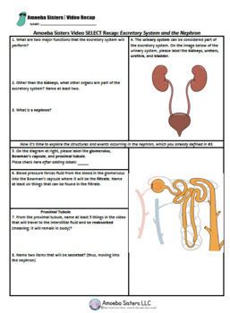 Excretory System Study Guide Answer Key Doc