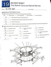 Exercise 19 Review Sheet Answers Doc