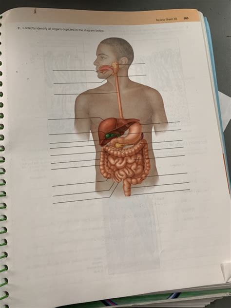 Exercise 38 Anatomy Of The Digestive System Answers Reader