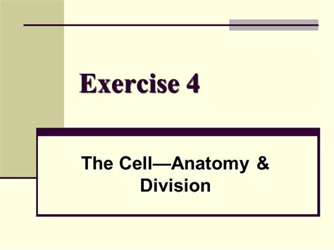 Exercise 4 Cell Anatomy Division Answers Doc