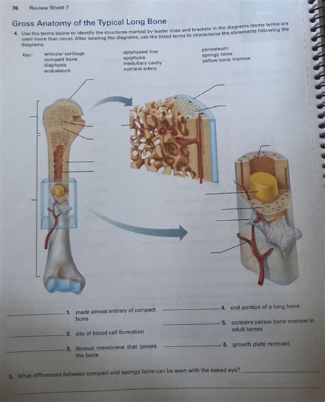 Exercise 7 Bones Lab Answers 8th Edition Kindle Editon