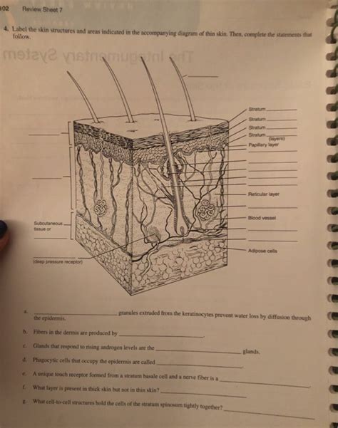 Exercise 7 Integumentary System Review Sheet Answers Kindle Editon