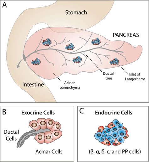 Exocrine Pancreas: