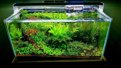 Expansive Canvas for Aquascaping: