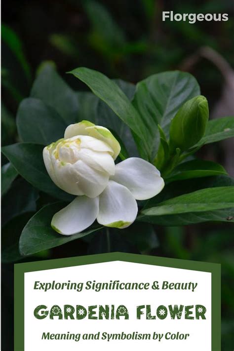 Experience the Enchanting Allure of Gardenia ä¸­æ–‡: A Guide to Its Cultivation and Delights