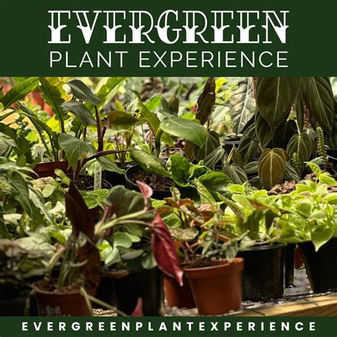 Experience the Evergreen Advantage: