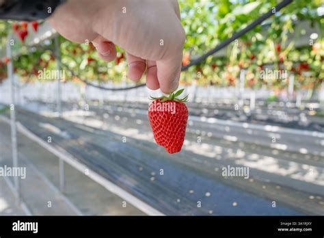 Experience the Sweetness of Strawberries: A Comprehensive Exploration of Strawberry Cultivation