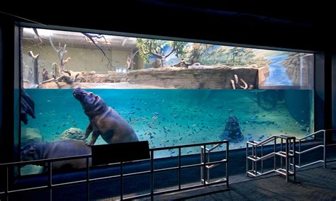 Experience the Thrill of Marine Life at Adventure Aquarium New Jersey