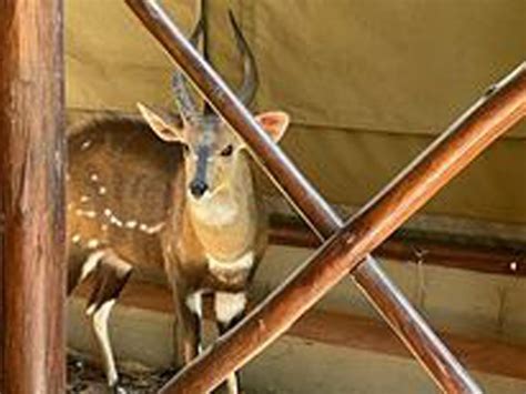 Experience the Wilderness with Bushbuck Tents