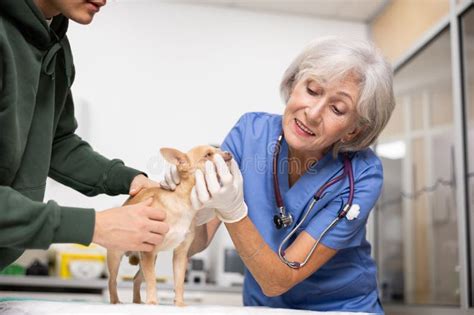 Experienced Veterinarians: