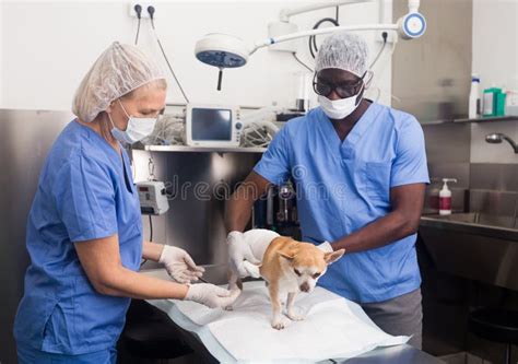 Experienced veterinarians: