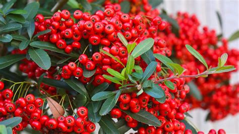 Expert Guide to Fertilizing Cotoneaster Trees for Optimal Growth in 2025