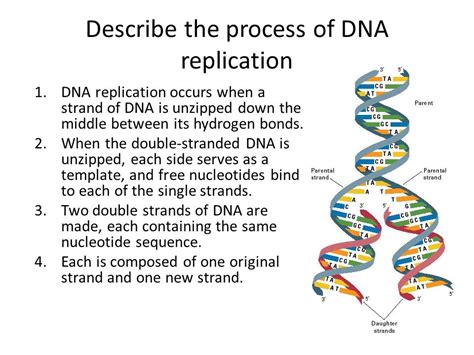 Explain How Dna Serves As Its Own Template During Replication