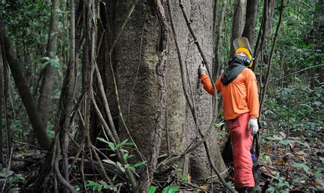 Exploração e Conservação da Floresta em Pernambuco: Um Guia Abrangente