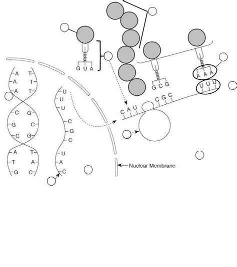 Explore Biology Protein Synthesis Practice 1 Answers Doc