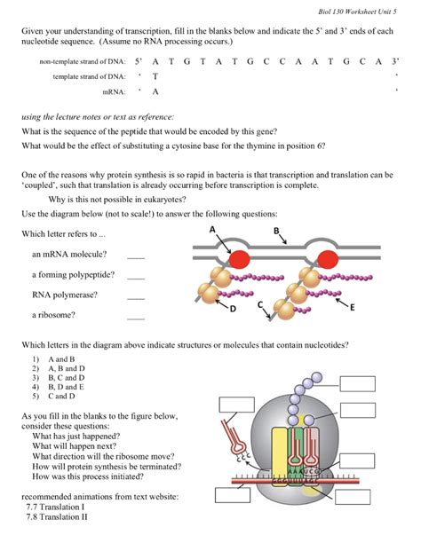 Explore Biology Protein Synthesis Practice 2 Answers Reader