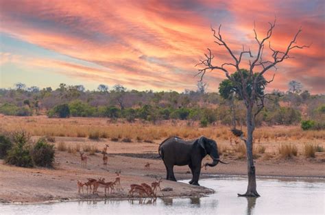 Explore Savannah's Alluring Ecosystem: A Comprehensive Guide to the African Savannah