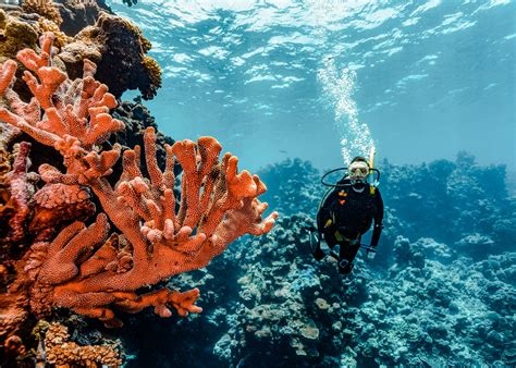 Explore the Coral Reefs