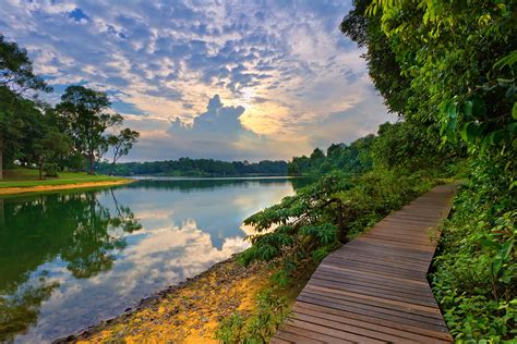 Explore the Enchanting MacRitchie Reservoir Trail: A Nature Haven in the Heart of Singapore