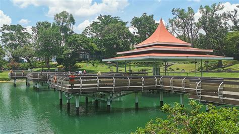 Explore the Enchanting MacRitchie Reservoir Trail: A Wanderer's Guide