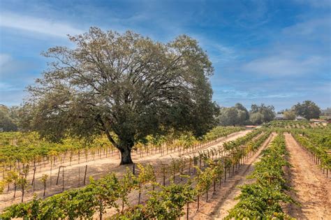 Explore the Enchanting Sonoma County: