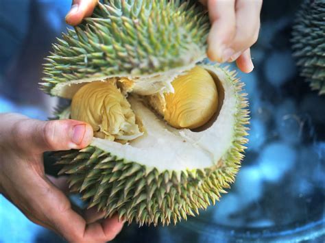 Explore the Majestic Durian Delicacies: A Comprehensive Durian Tour in Johor Bahru