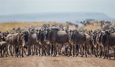 Explore the Untamed Wilderness of South Africa on an African Safari