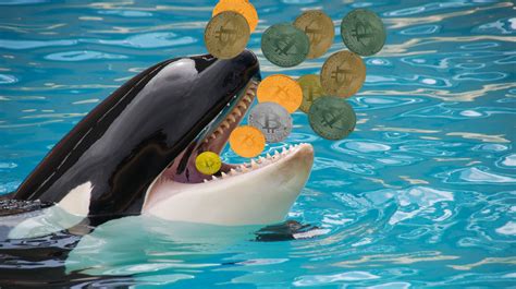 Exploring Killer Whales Crypto: A Comprehensive Guide to the Orca Token