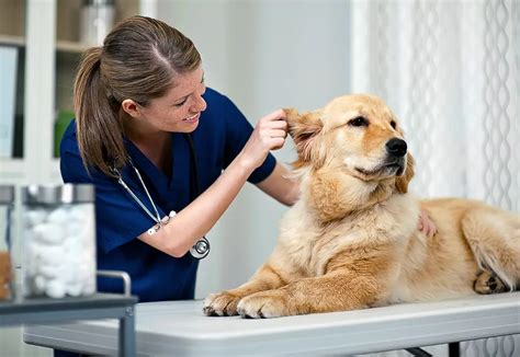 Exploring Vet Tech Jobs: A Comprehensive Guide for Singaporeans