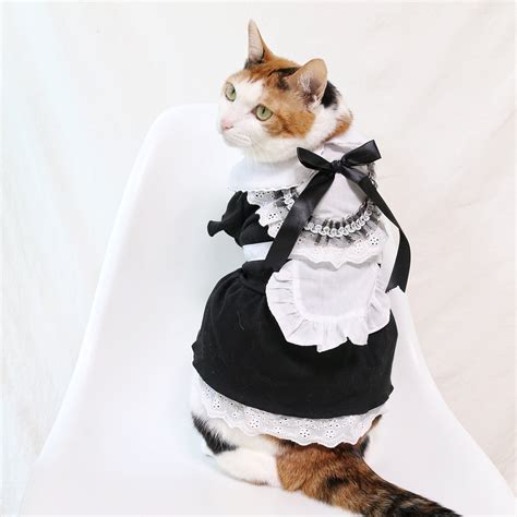 Exploring the Allure of Cat Maid Costumes