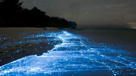 Exploring the Bioluminescence of the Crimson Sea